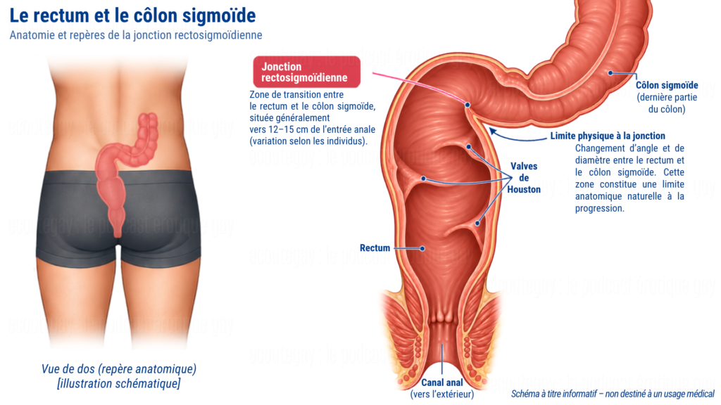 Schéma anatomique du rectum et du côlon sigmoïde montrant la jonction rectosigmoïdienne, les valves de Houston et la limite naturelle de profondeur lors du sexe anal.