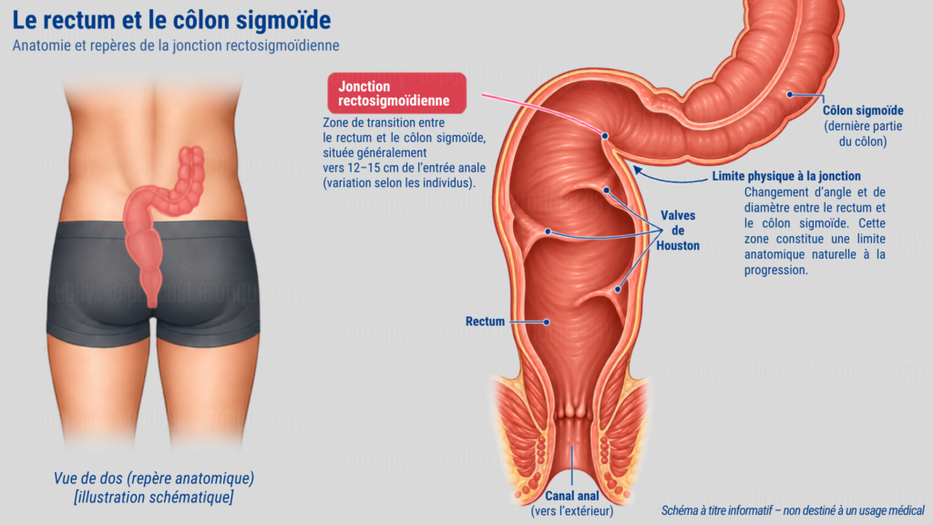 Schéma anatomique du rectum et du côlon sigmoïde montrant la jonction rectosigmoïdienne, les valves de Houston et la limite naturelle de profondeur lors du sexe anal.